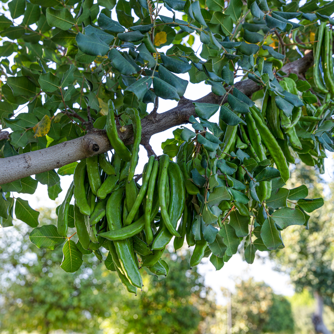 carob | alfarroba