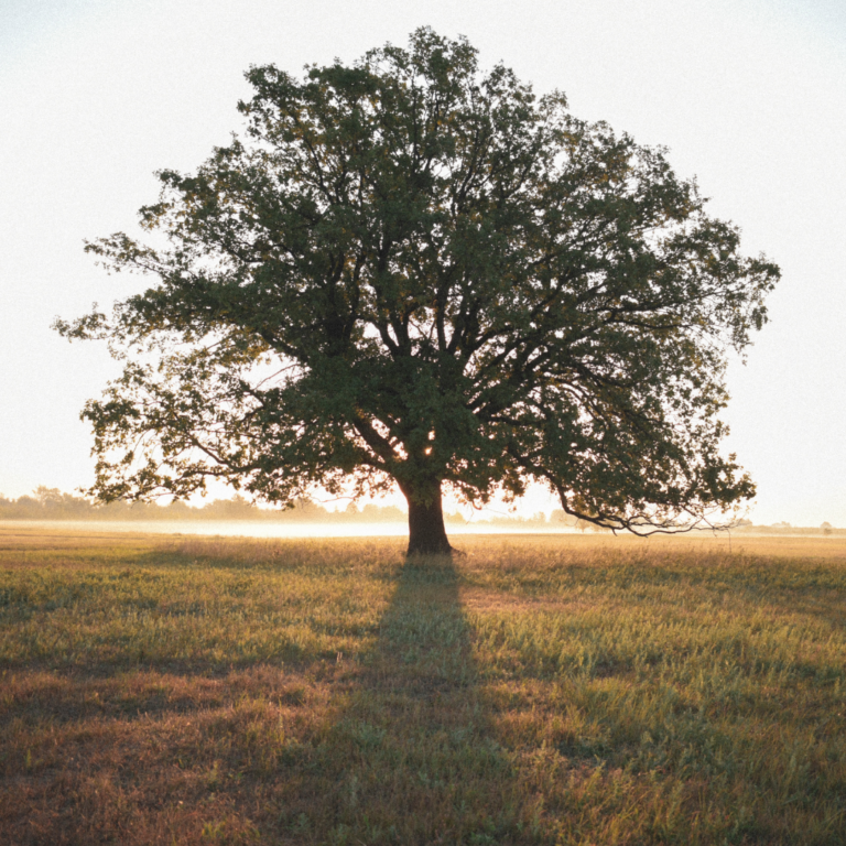 Carob