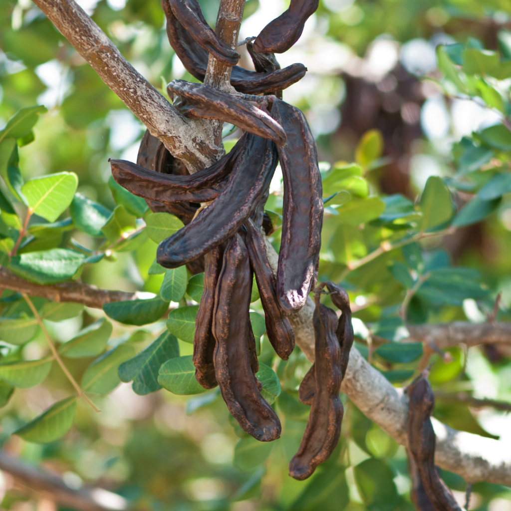 Carob